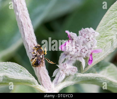 Männliche Wolle Karde Biene (Anthidium Manicatum) Pflege selbst am Ohr des Lammes Stockfoto