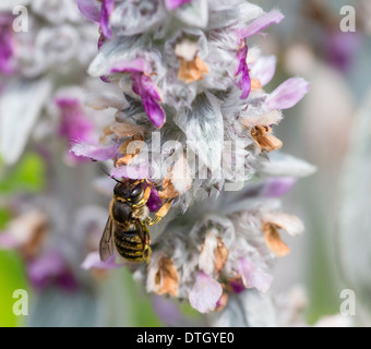 Die Wolle Karde Biene (Anthidium Manicatum) auf Nahrungssuche am Ohr des Lammes (Niederwendischen Byzanticum) Stockfoto