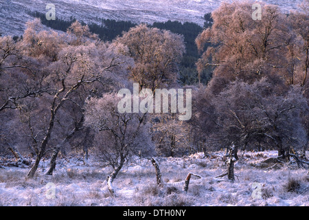 FROSTED Birke Bäume im WINTER [Betula Pendel (Birke)] Stockfoto