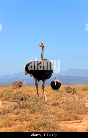 Südafrikanischen Strauß, männlich und weiblich, Oudtshoorn, Klein Karoo, Südafrika / (Struthio Camelus Australis) Stockfoto