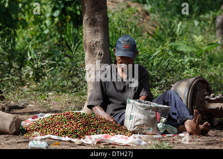 Mann, die Sortierung frisch geernteten Kaffeebeeren, Nordwesten Nicaragua Stockfoto