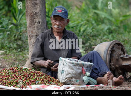 Mann, die Sortierung frisch geernteten Kaffeebeeren, Nordwesten Nicaragua Stockfoto