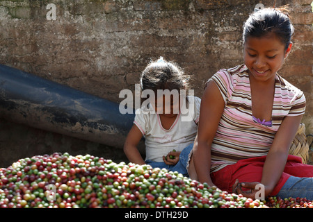 Junge Frau und Mädchen Sortierung frisch geernteten Kaffee Beeren, Nordwesten Nicaragua Stockfoto