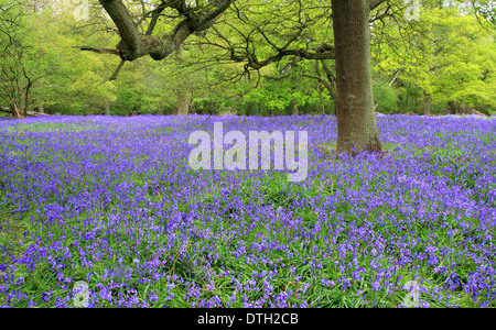 Britische einheimischen Glockenblumen (Hyacinthoides non-Scripta) in einem alten englischen Laubwald - Ryton Wood, Warwickshire, UK - Mai Stockfoto