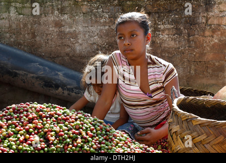 Junge Frau und Mädchen Sortierung frisch geernteten Kaffee Beeren, Nordwesten Nicaragua Stockfoto