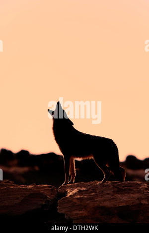 Coyote, Monument Valley, Utah, USA / (Canis Latrans) Stockfoto