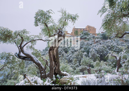 Sohn Rullan Country Estate und Olive Bäume im Winter. Deià Bereich. Tramuntana-Berge. Mallorca, Balearen, Spanien Stockfoto