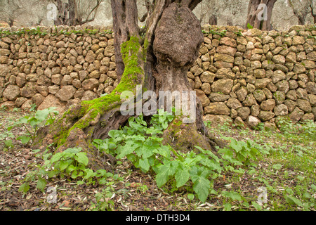 Olivenbaum mit etwas Moos auf Anbau Terrasse. Tramuntana-Gebirge. Sóller-Bereich. Mallorca, Balearen, Spanien Stockfoto