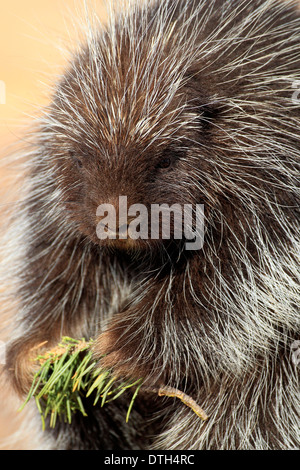 North American Stachelschwein, Monument Valley, Utah, USA / (Erethizon Dorsatum) Stockfoto