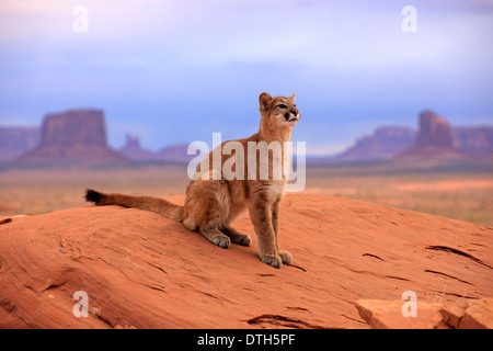 Berglöwen, Monument Valley, Utah, USA / (Felis Concolor) Stockfoto