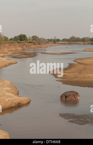 Nilpferd im Luangwa River South Luangwa Nationalpark Sambia Stockfoto