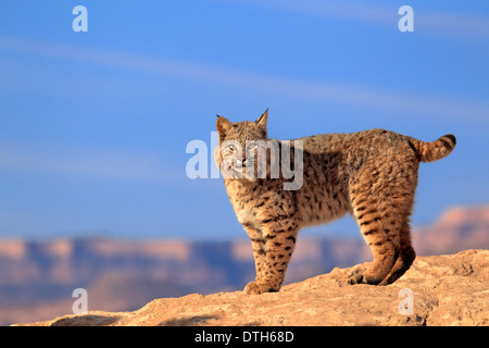 Bobcat, Monument Valley, Utah, USA / (Lynx Rufus, Felis Rufa) Stockfoto