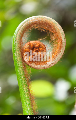 Keimhaft Farnwedel Farn Wedel, Borneo, Malaysia Stockfoto