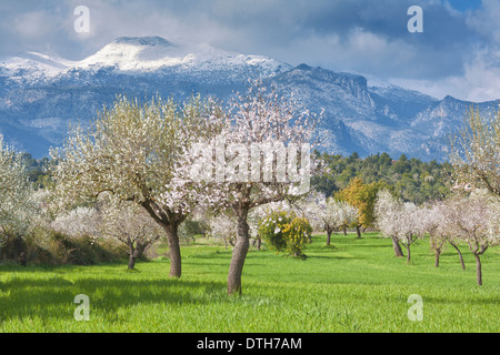 Mandelbäume blühen und Ackerland im Februar Tramuntana Berge hinter. Inca-Bereich. Mallorca, Balearen, Spanien Stockfoto