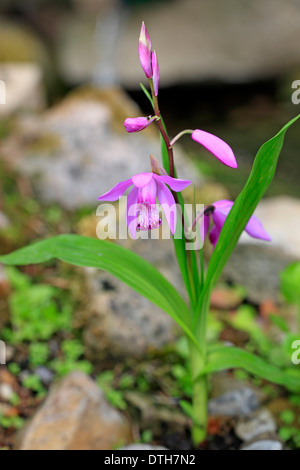 Hardy Orchidee / (Bletilla Striata) / chinesischen Boden Orchidee Stockfoto