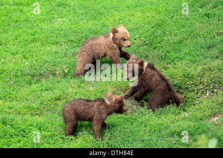 Europäische Braunbären, Cubs / (Ursus Arctos) Stockfoto