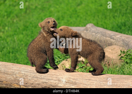 Europäische Braunbären, Cubs / (Ursus Arctos) Stockfoto