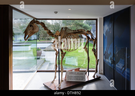 Skelett für das größte Hindernis Pferd, Arkle, im irischen Nationalmuseum Pferd. Stockfoto