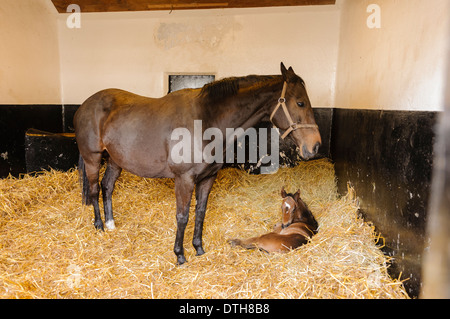 Shamdara (1998), im Besitz von der Aga Khan, mit einen Tag alt (unbenannte) Fohlen geboren 02.05.2014. Stockfoto