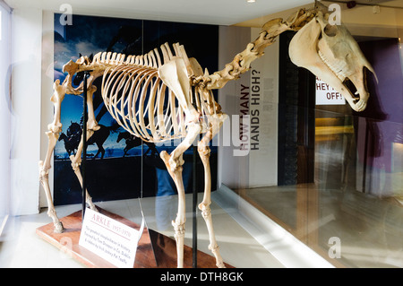 Skelett für das größte Hindernis Pferd, Arkle, im irischen Nationalmuseum Pferd. Stockfoto