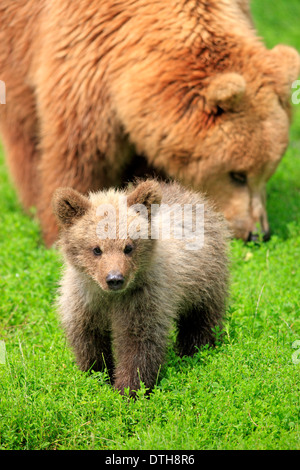 Europäische Braunbären, weibliche mit Cub / (Ursus Arctos) Stockfoto