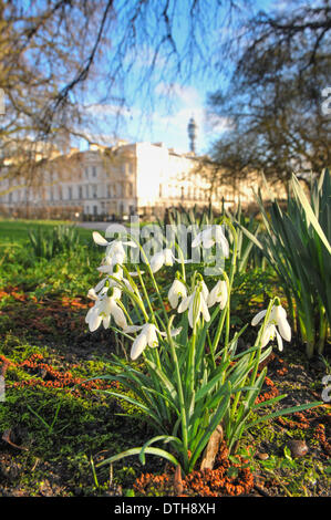 Regents Park, London, UK. 18. Februar 2014. Schneeglöckchen blühen im Regents Park. Bildnachweis: Matthew Chattle/Alamy Live-Nachrichten Stockfoto