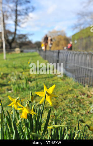 Regents Park, London, UK. 18. Februar 2014. Narzissen blühen im Regents Park. Bildnachweis: Matthew Chattle/Alamy Live-Nachrichten Stockfoto