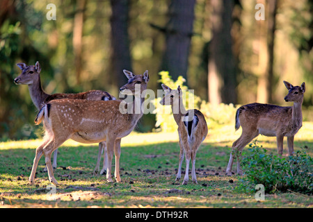 Damwild, Weibchen und Jungtiere / (Dama Dama) Stockfoto