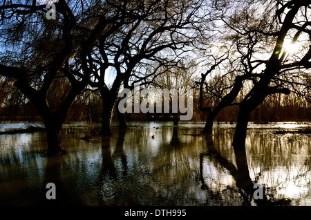 Ein Landschaft-Blick auf den überfluteten, große Fluss Ouse, Bedford, Großbritannien Stockfoto