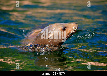 Kalifornische Seelöwen, weibliche / (Zalophus Californianus) Stockfoto