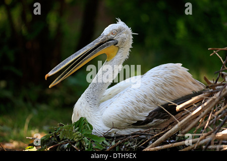 Krauskopfpelikan auf Nest / (Pelecanus Crispus) Stockfoto