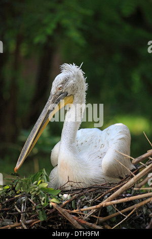 Krauskopfpelikan auf Nest / (Pelecanus Crispus) Stockfoto