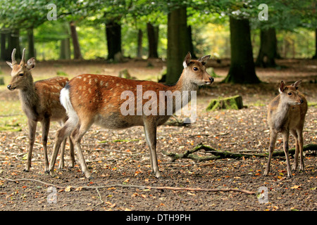 Sika Rotwild, männliche, weibliche und junge / (Cervus Nippon) Stockfoto