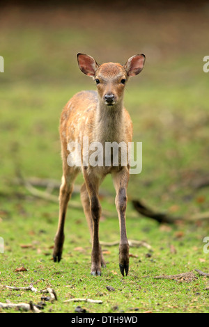 Sika Rotwild, junge / (Cervus Nippon) Stockfoto