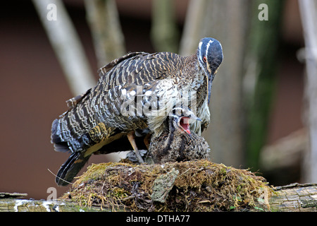 Sunbittern mit jungen am Nest / (Eurypyga Helias) Stockfoto