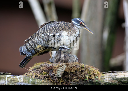 Sunbittern mit jungen am Nest / (Eurypyga Helias) Stockfoto