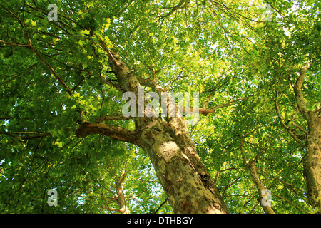 Sonnenstrahlen brechen durch die Blätter der einen grünen Baum mit schönen Rinde Muster auf dem Stamm. Stockfoto