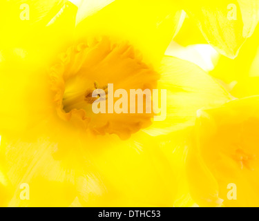 Einzelne Narzisse Blume, Weichzeichner-Effekt Stockfoto