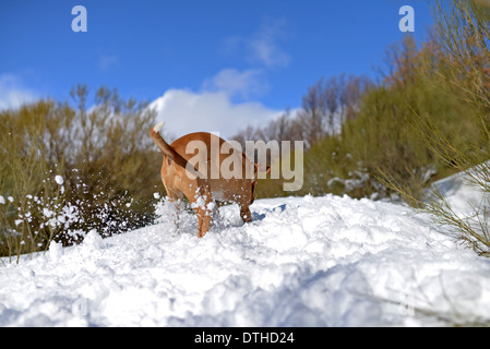 Mischlingshund brauner Hund genießen verschneiten Tag in den Bergen Stockfoto