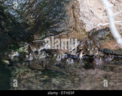 Ein Leopard Frösche in einem seichten Bach in Arizona, USA. Stockfoto