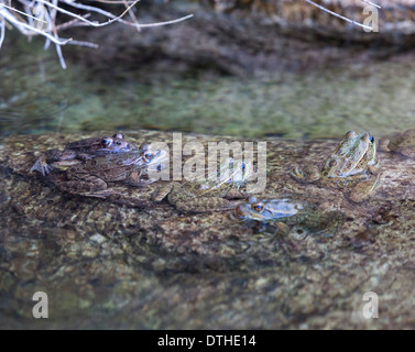 Ein Leopard Frösche in einem seichten Bach in Arizona, USA. Stockfoto