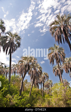 El Palmar Nationalpark, Provinz Entre Rios, Argentinien Stockfoto