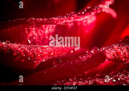 Closeup rote Rosenblätter in den Wassertropfen. Stockfoto