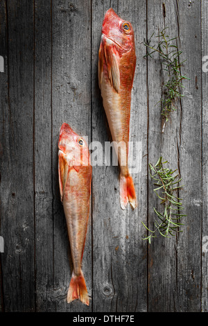 Frische Wanne Knurrhahn Stockfoto