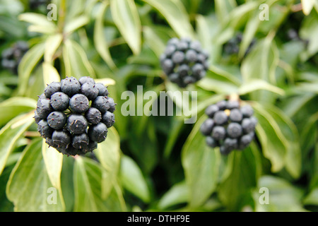 Gemeinsamen Efeu (Hedera Helix) zeigen Blumen, die in schwarzen Beeren, England, UK verwandelt haben Stockfoto