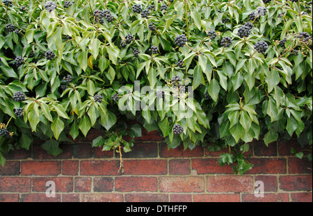 Gemeinsame Efeu (Hedera helix) bis gowing Red brick wall mit Blumen, die sich in schwarze Beeren, England, Großbritannien Stockfoto