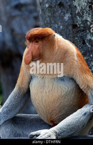 Wilde Nasenaffe (Nasalis Larvatus) in Borneo, Malaysia Stockfoto