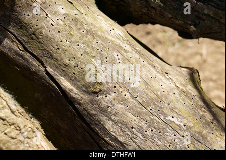 Holzwurm Löcher zeigt in Rinde auf Baum Stockfoto