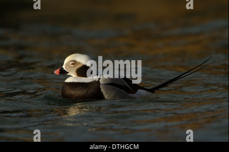 Männliche lange Tailed Ente Stockfoto