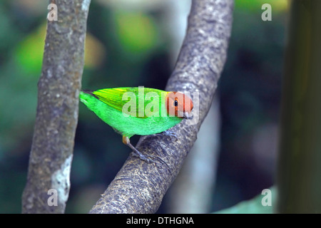 Bucht-Headed Tanager (Tangara Gyrola) Stockfoto